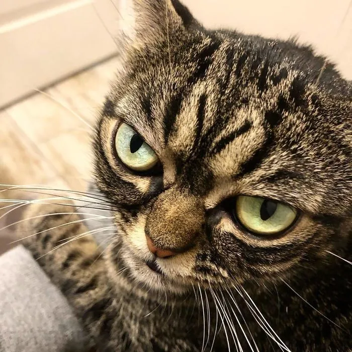 Meet The New Grumpy Cat Called Kitzia That Looks Even Angrier Than Her Late Predecessor