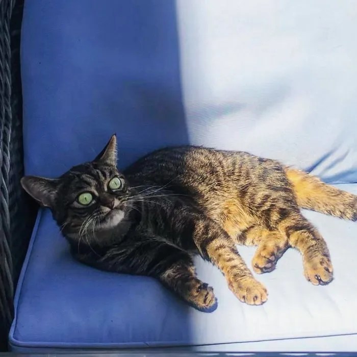 El nuevo gato gruñón se llama Kitzia y tiene un aspecto aún más cabreado que su predecesor
