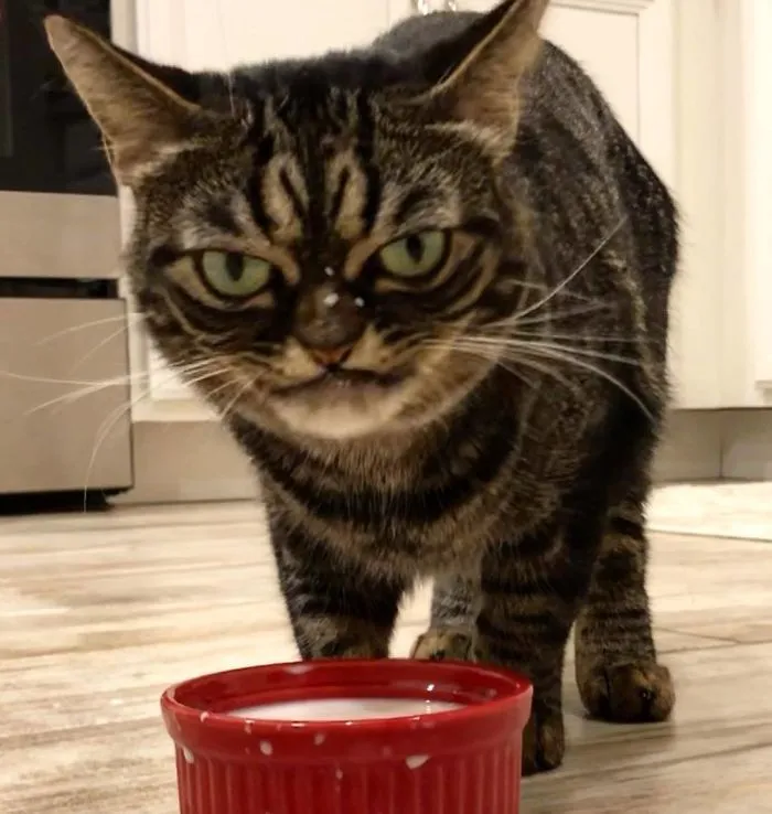 Meet The New Grumpy Cat Called Kitzia That Looks Even Angrier Than Her Late Predecessor