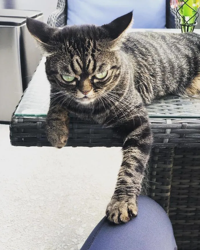 Meet The New Grumpy Cat Called Kitzia That Looks Even Angrier Than Her Late Predecessor