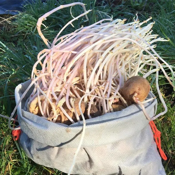 I Forgot About The Last Of The Potatoes