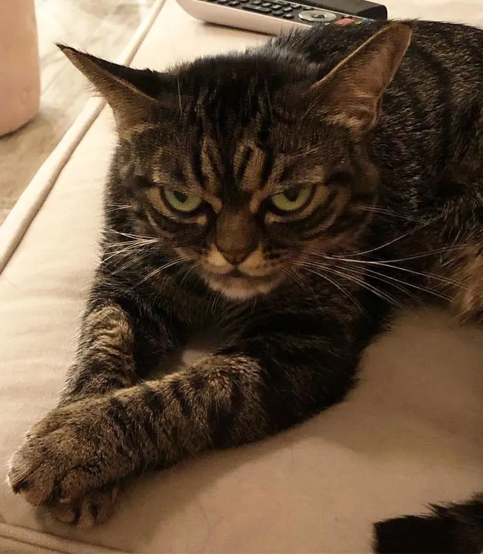 El nuevo gato gruñón se llama Kitzia y tiene un aspecto aún más cabreado que su predecesor