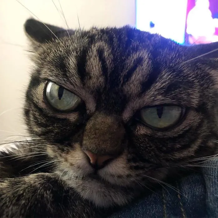 Meet The New Grumpy Cat Called Kitzia That Looks Even Angrier Than Her Late Predecessor