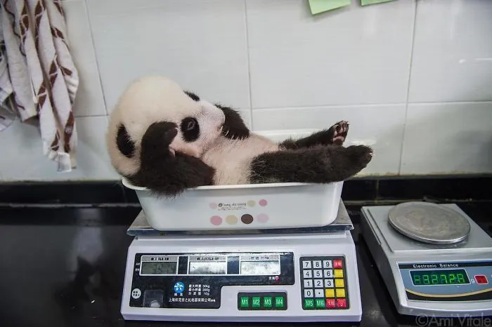 41 Tricks Animal Care Workers Use For Weighing Different Animals