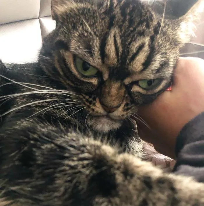 Meet The New Grumpy Cat Called Kitzia That Looks Even Angrier Than Her Late Predecessor