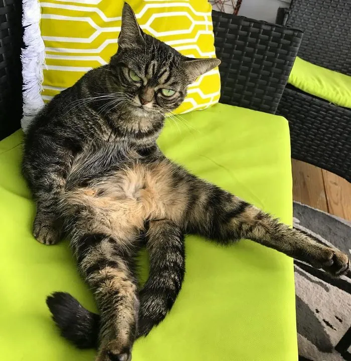 El nuevo gato gruñón se llama Kitzia y tiene un aspecto aún más cabreado que su predecesor