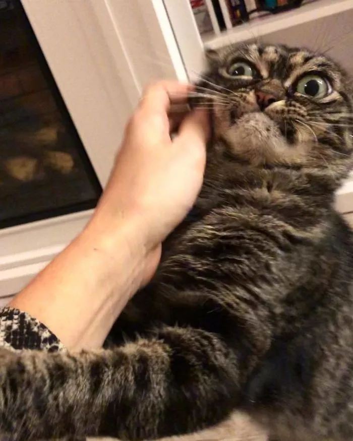 El nuevo gato gruñón se llama Kitzia y tiene un aspecto aún más cabreado que su predecesor