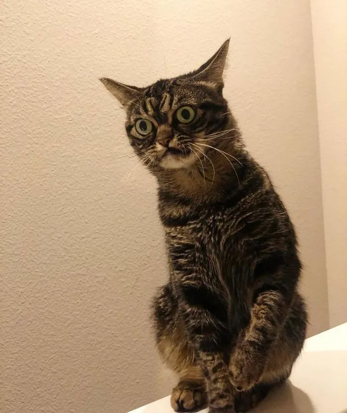 Meet The New Grumpy Cat Called Kitzia That Looks Even Angrier Than Her Late Predecessor
