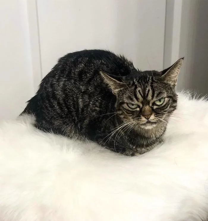 Meet The New Grumpy Cat Called Kitzia That Looks Even Angrier Than Her Late Predecessor