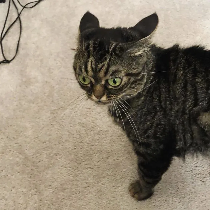 El nuevo gato gruñón se llama Kitzia y tiene un aspecto aún más cabreado que su predecesor