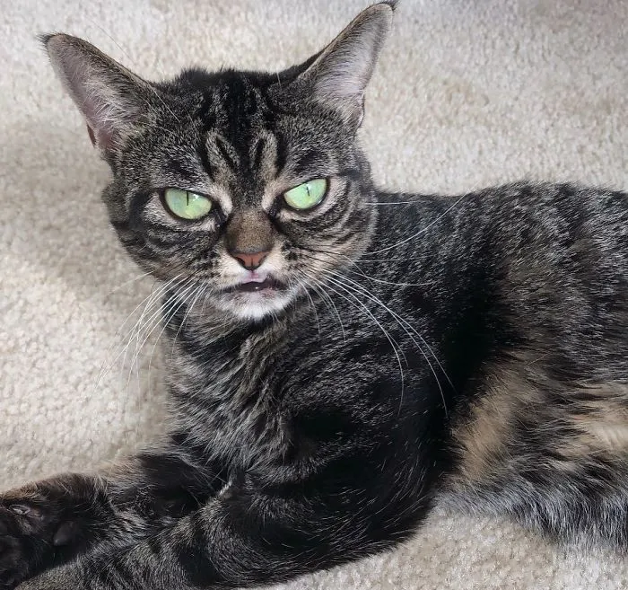 Meet The New Grumpy Cat Called Kitzia That Looks Even Angrier Than Her Late Predecessor