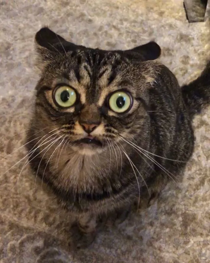 El nuevo gato gruñón se llama Kitzia y tiene un aspecto aún más cabreado que su predecesor