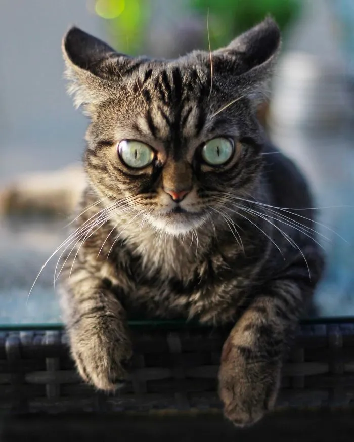 Meet The New Grumpy Cat Called Kitzia That Looks Even Angrier Than Her Late Predecessor