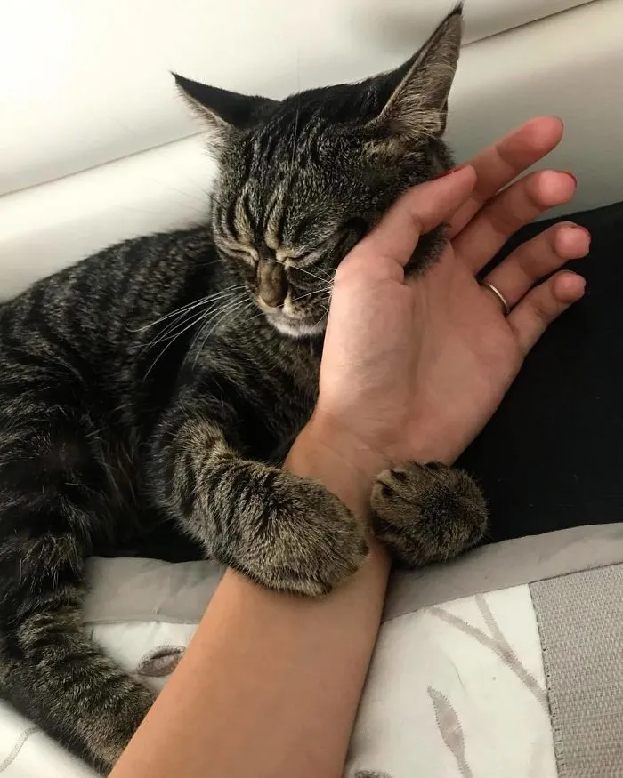 El nuevo gato gruñón se llama Kitzia y tiene un aspecto aún más cabreado que su predecesor