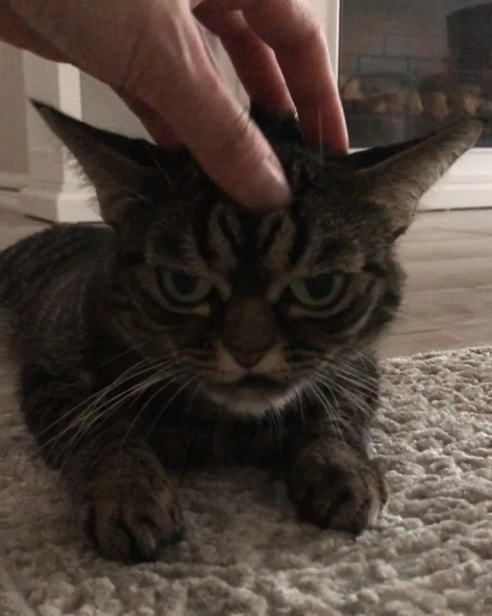 Meet The New Grumpy Cat Called Kitzia That Looks Even Angrier Than Her Late Predecessor
