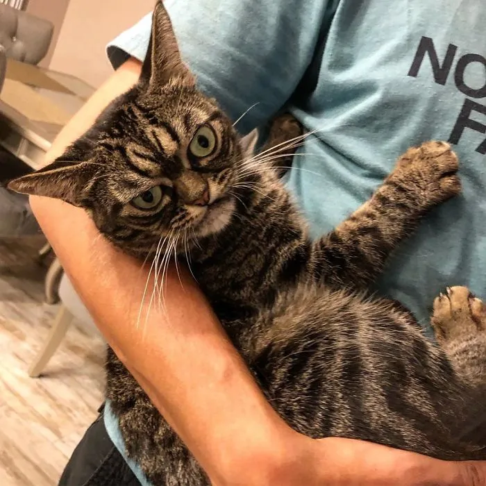 El nuevo gato gruñón se llama Kitzia y tiene un aspecto aún más cabreado que su predecesor