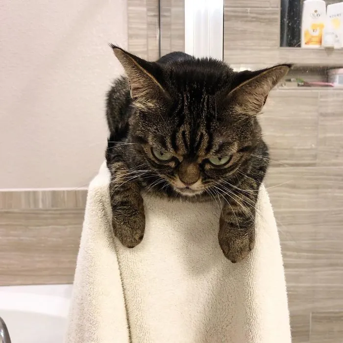 Meet The New Grumpy Cat Called Kitzia That Looks Even Angrier Than Her Late Predecessor