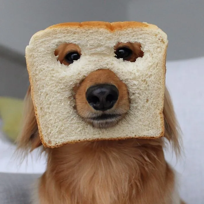 You’re The Best Thing Since Sliced Bread
