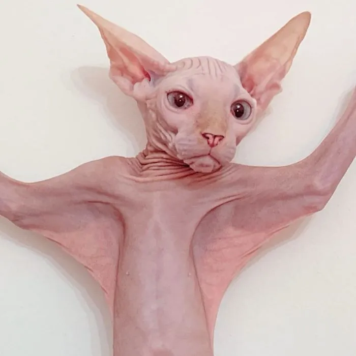 Sometimes I Am A Bat