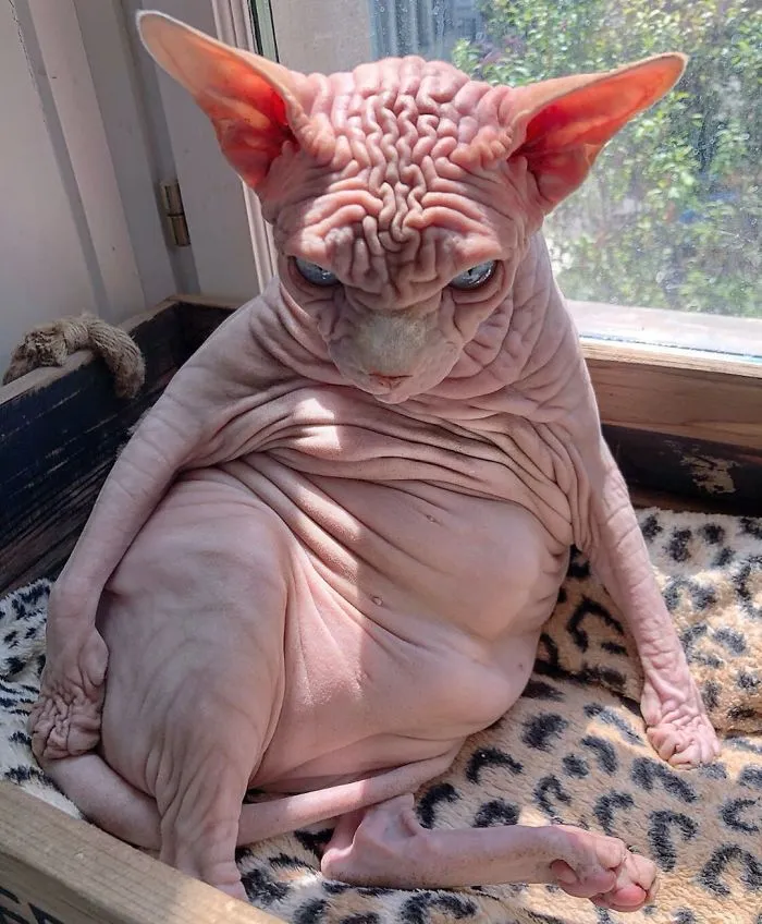 Xherdan The Naked Cat