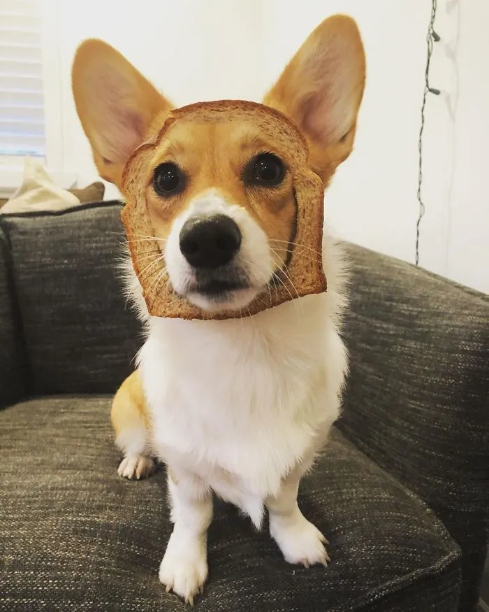 I Think The Humans Have Gone Mad