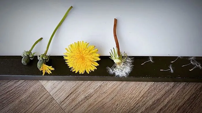 Life Cycle