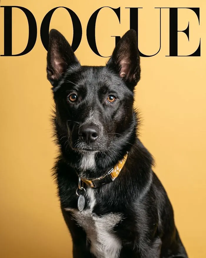 People Are Creating 'Dogue' Covers By Editing Their Dogs Into Them (30 Pics)