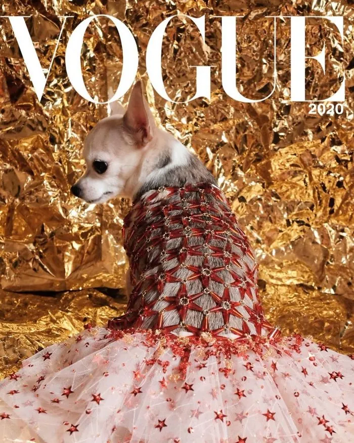 People Are Creating 'Dogue' Covers By Editing Their Dogs Into Them (30 Pics)