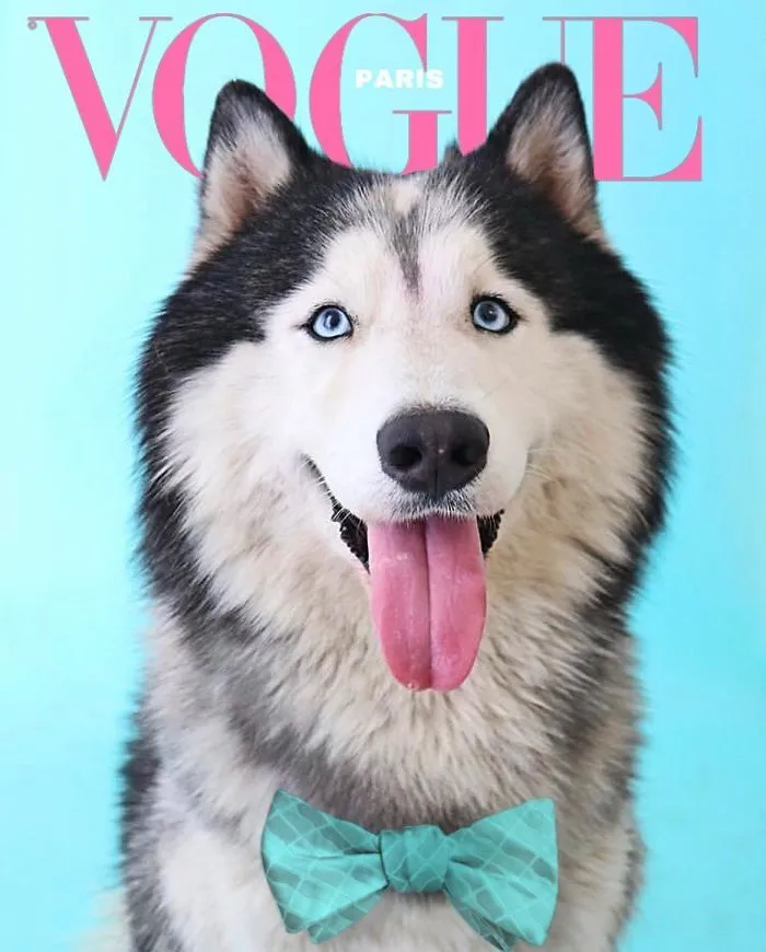 People Are Creating 'Dogue' Covers By Editing Their Dogs Into Them (30 Pics)
