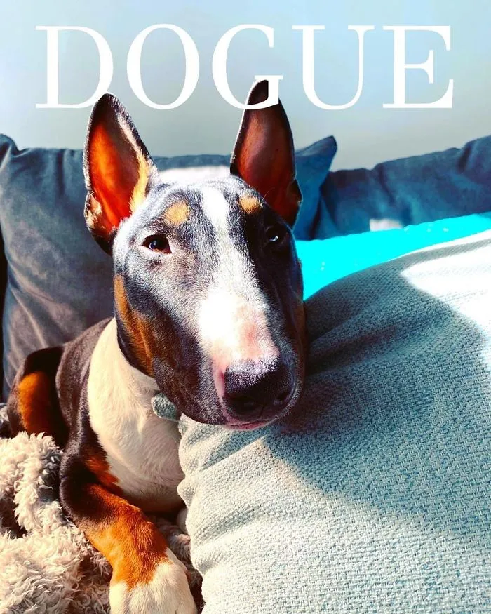 People Are Creating 'Dogue' Covers By Editing Their Dogs Into Them (30 Pics)