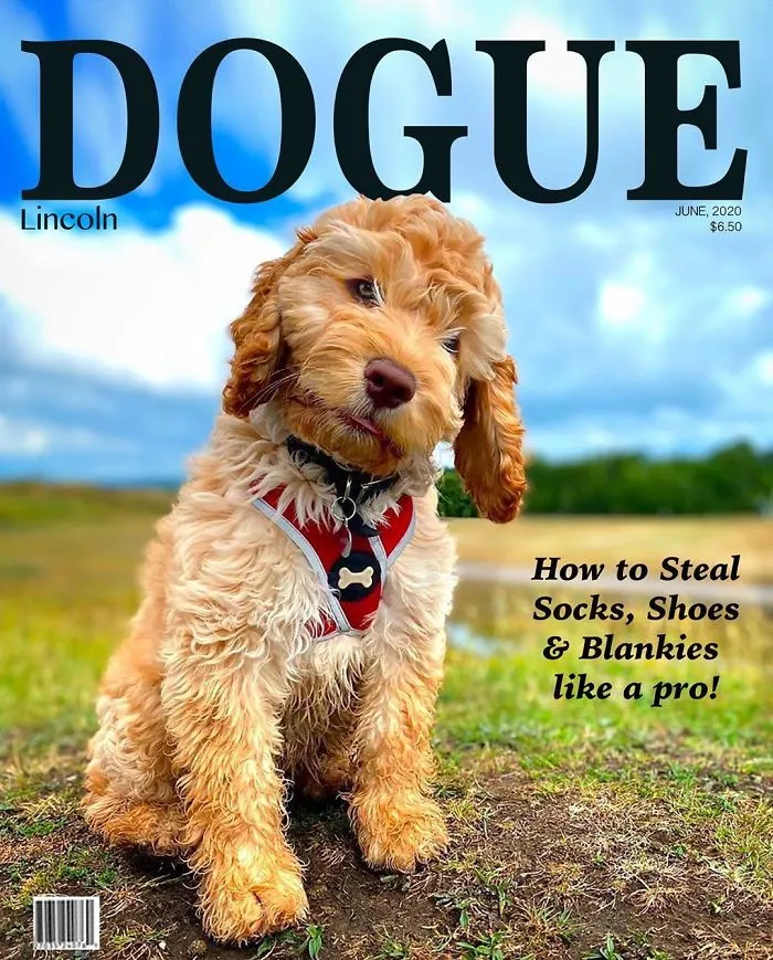 People Are Creating 'Dogue' Covers By Editing Their Dogs Into Them (30 Pics)