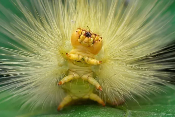 Turns Out, Caterpillars Have Tiny Little Feet, And They're So Cute It's Underrated (30 Pics)