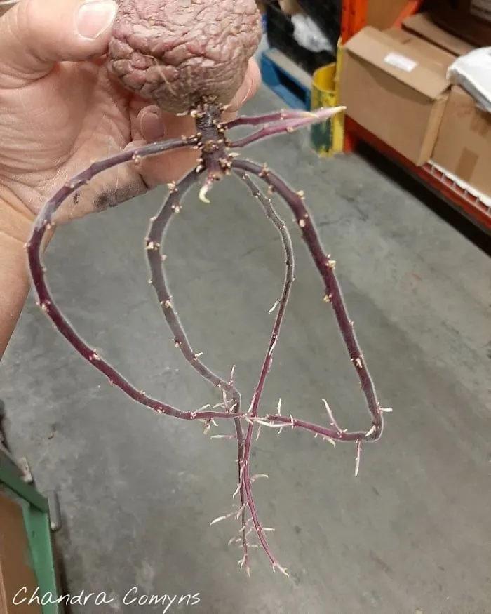 Found A Sprouted Potato At Work...