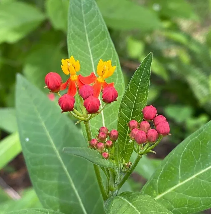 Milkweed