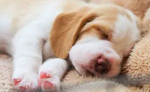 50 Photos By Our Readers Of Their Pets Just Moments After They'd Adopted Them