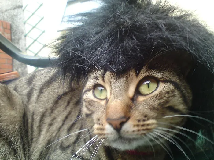 Cool For Cats