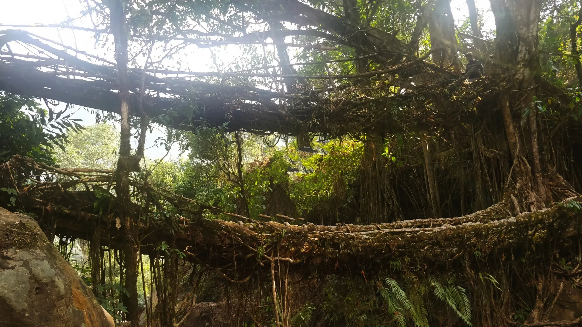 Double Decker Living Root Bridges, Meghalaya