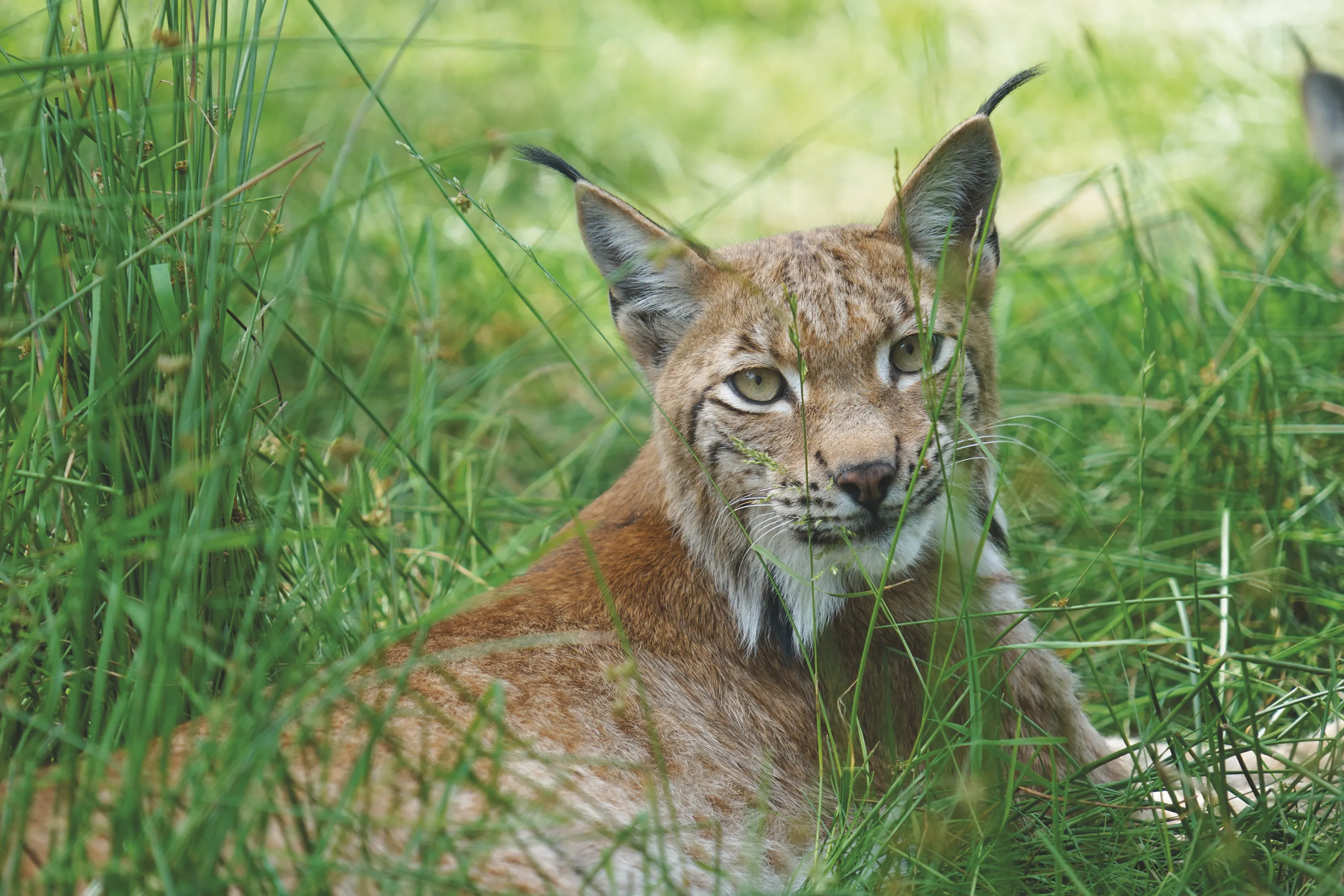 June 11th: International Lynx Day
celebrate The Biggest Wild Cat In Europe