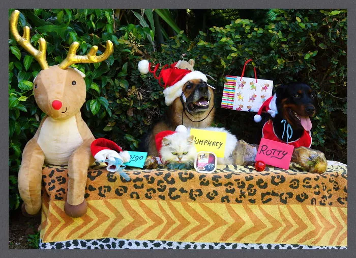 Christmas Is A Special Time Here In Cairns, Australia  !