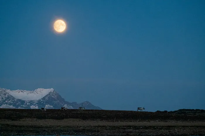 Reindeers And Almost Full Moon