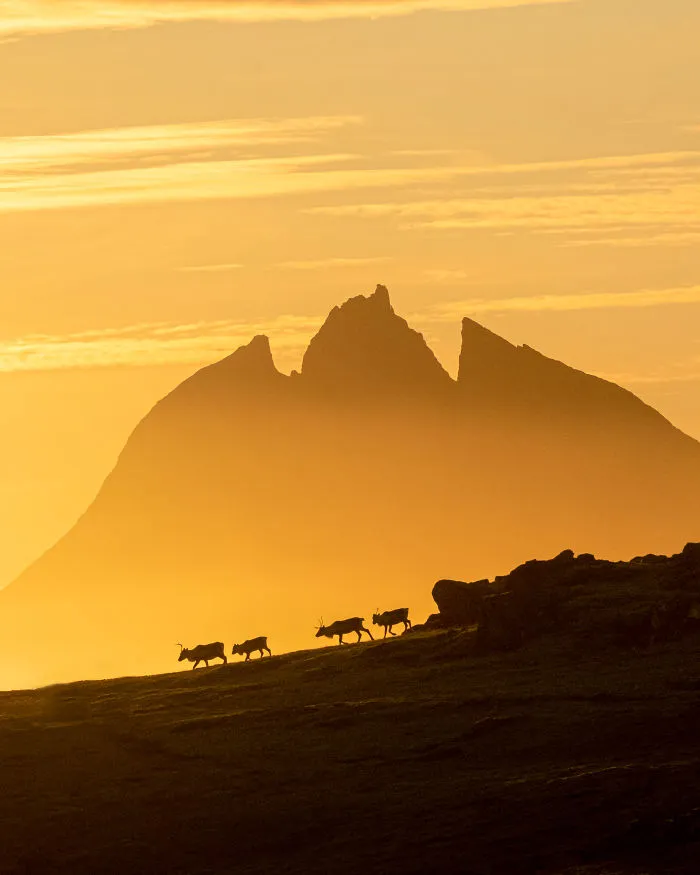 Reindeer And Brunnhorn Mountain