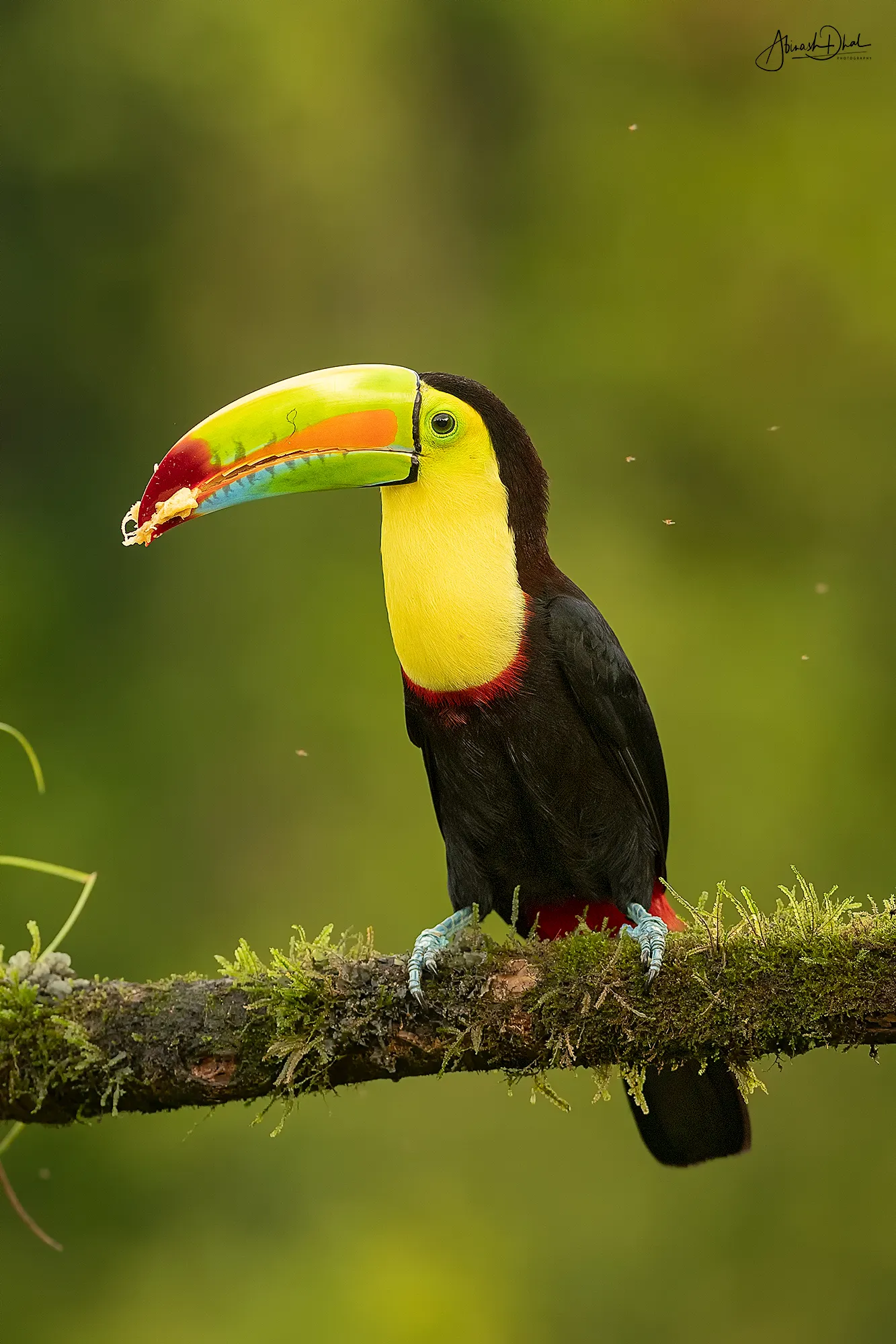 20 Pics Of Kill-Billed Toucan