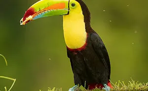 20 Pics Of Kill-Billed Toucan