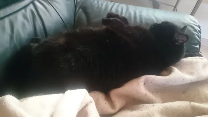 For Sale: Loaf Cat With Free Retractable Paws