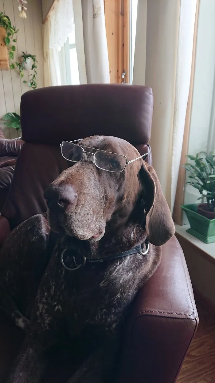 My German Short-Haired Pointer Just Being A German Short-Haired Pointer. #tromsø #norway