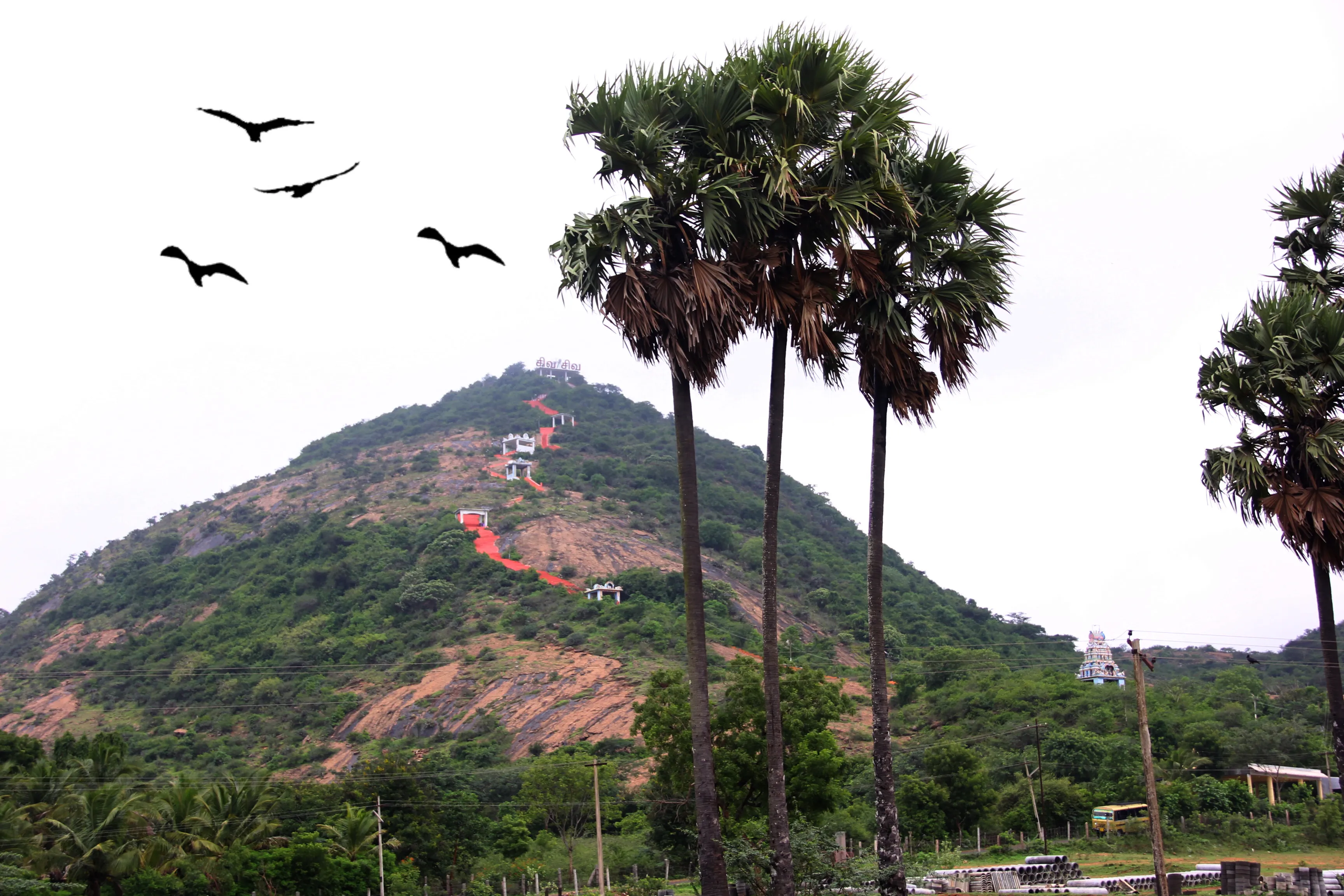 What We Can Learn From The Trees And Mountains?
