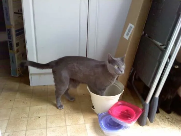I Will Never Understand This Cat's Logic