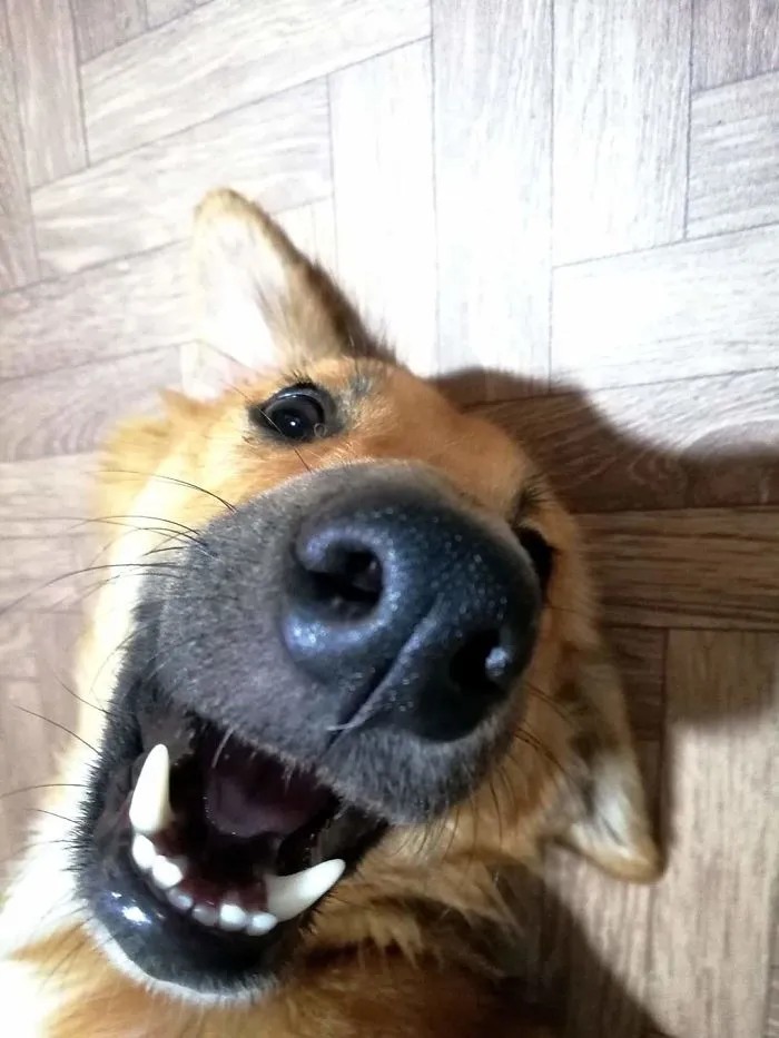 Boop Boop