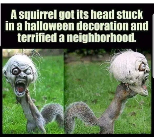 Funny Animal Memes
