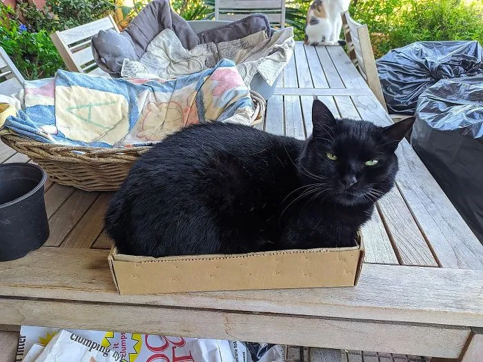 Two Empty Beds, And Guess Gus...? Aaah, Cats!